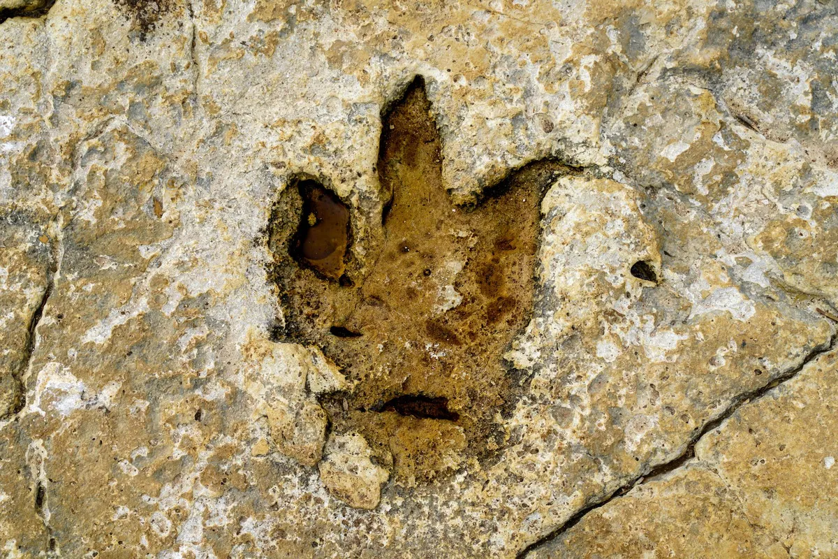 prehistoric footprints excavation