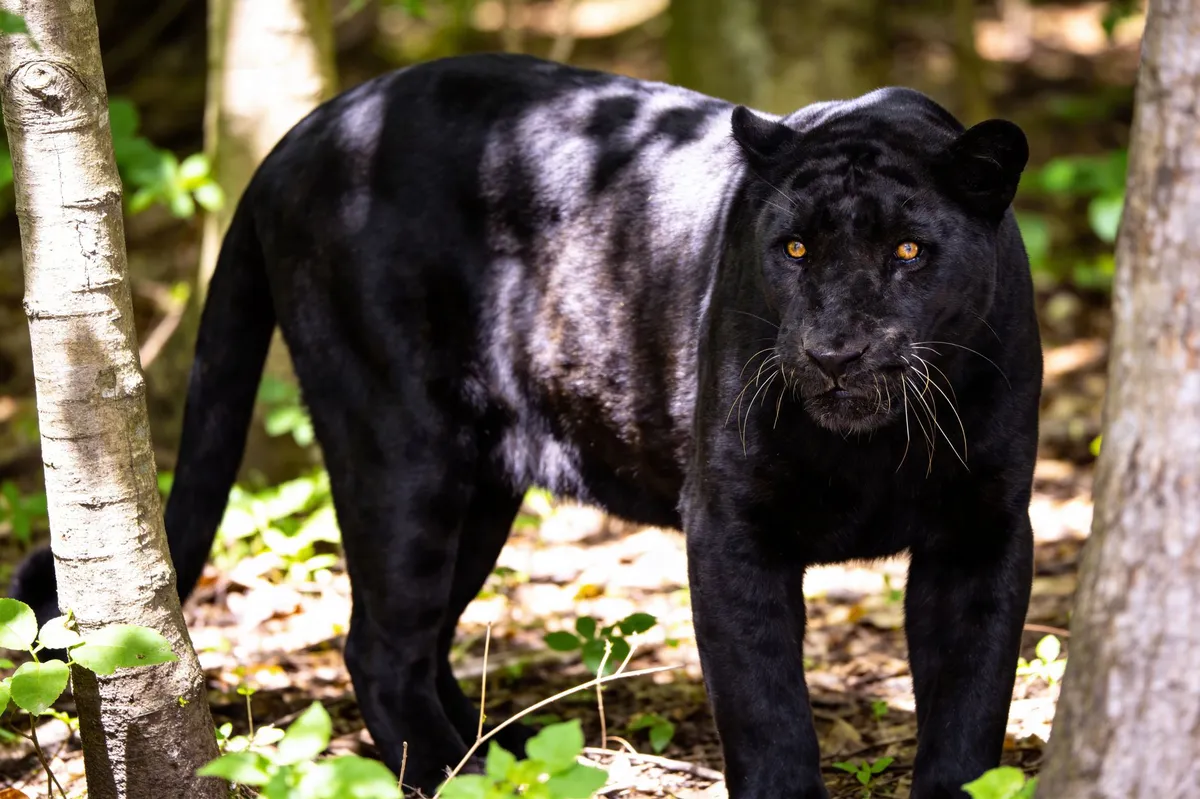 Black Panther film poster