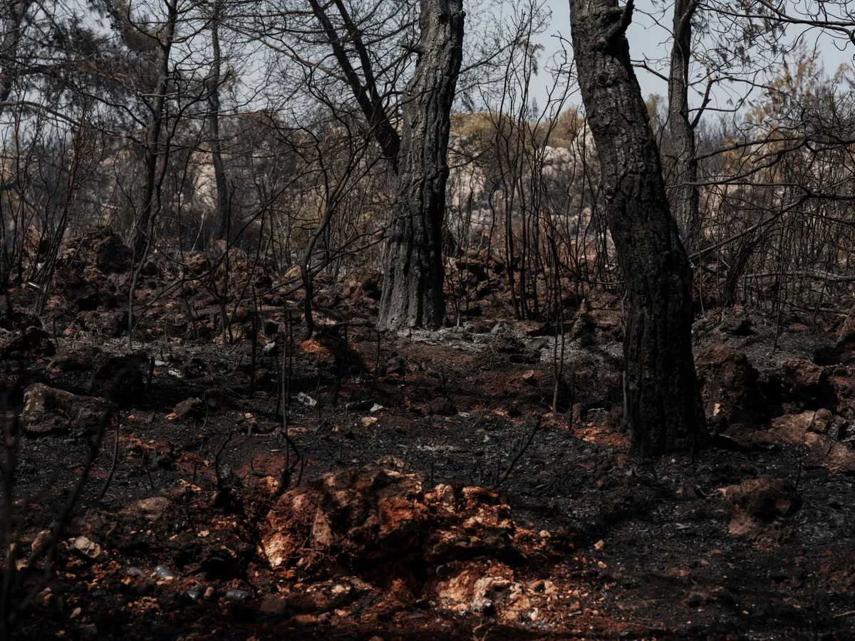 charred landscape after wildfire
