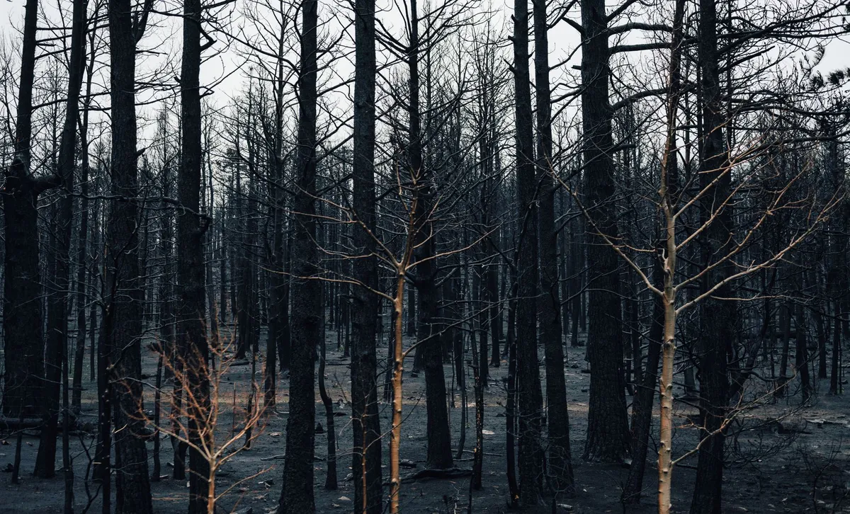 wildfire aftermath recovery
