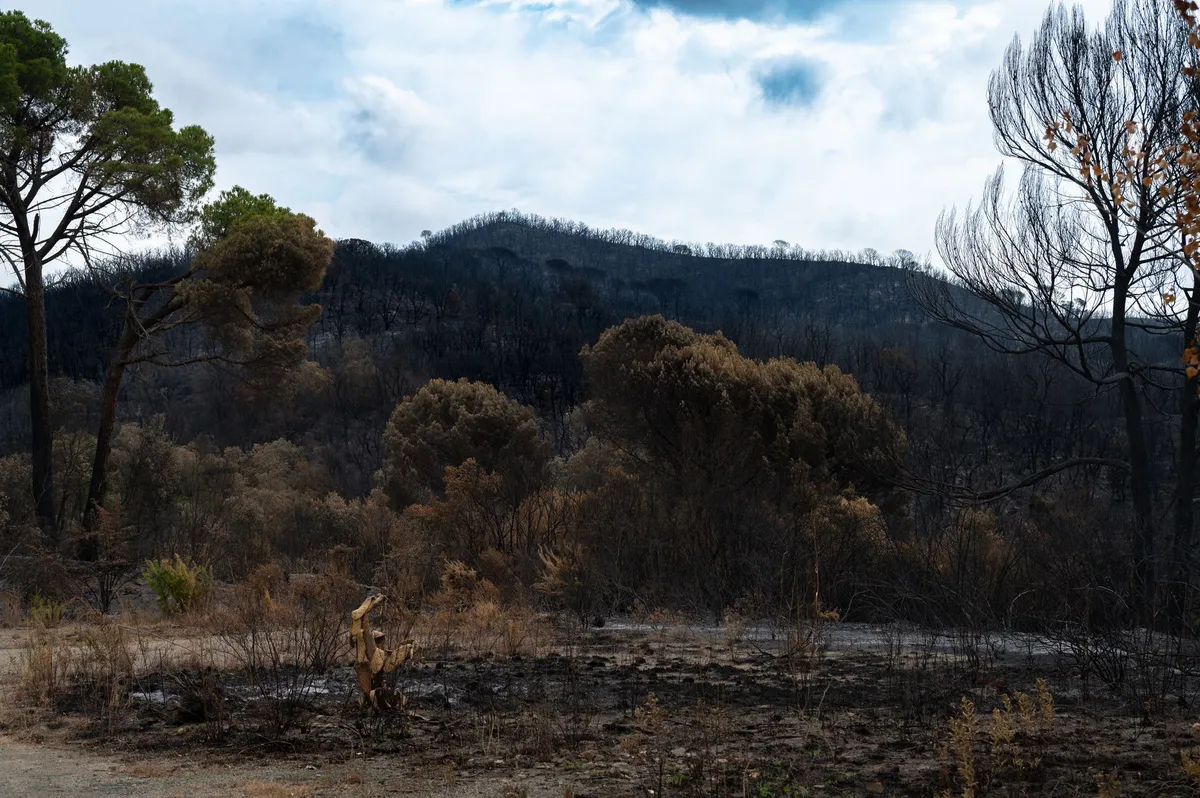 Devastating Wildfire in Southern Spain Claims Lives Amid Climate Crisis Devastating Wildfire in Southern Spain Claims Lives Amid Climate Crisis