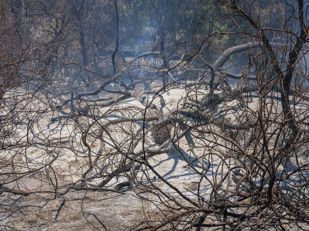 scorched earth landscape