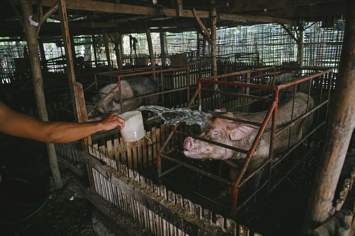 animal welfare activism