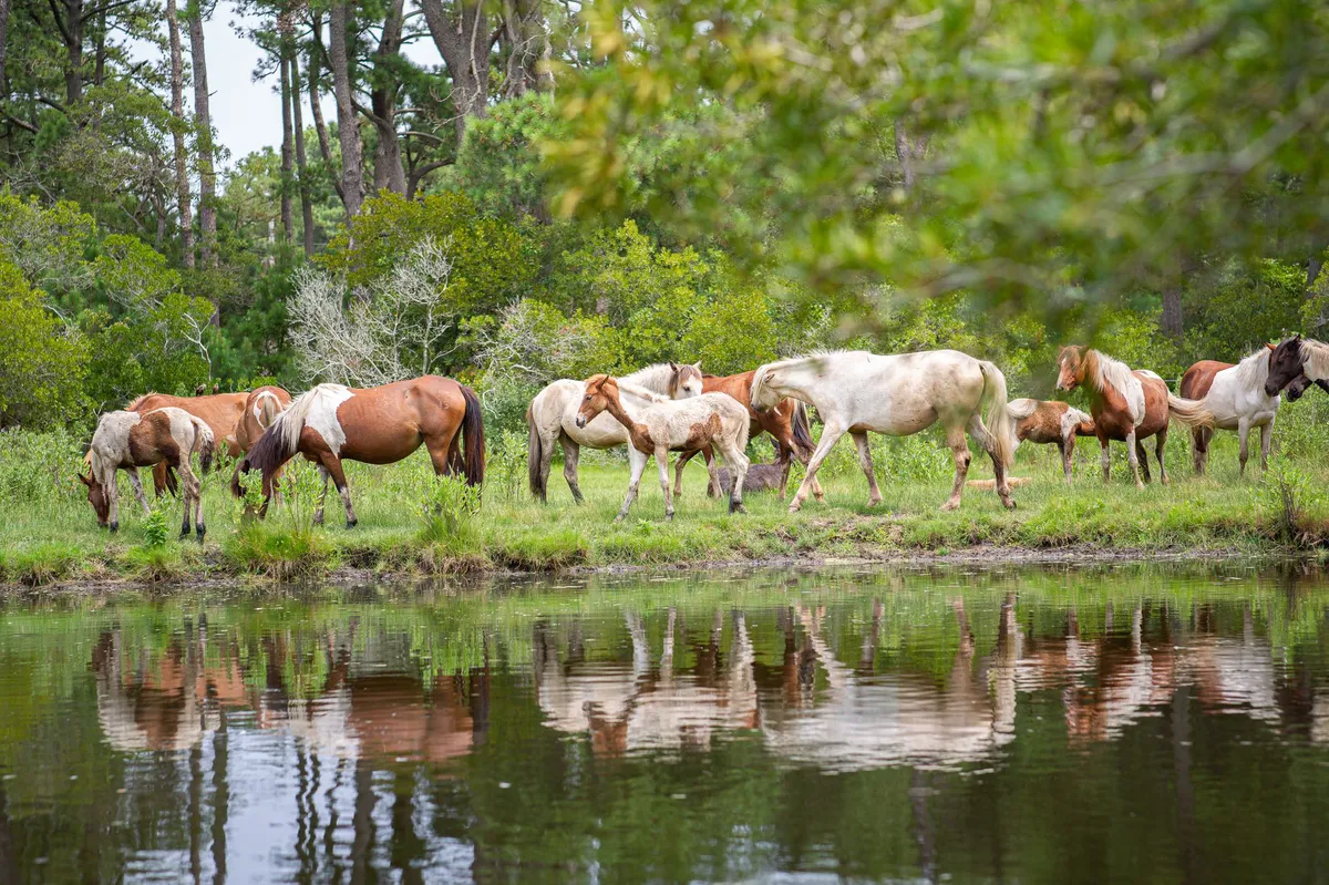 wild horses grazing