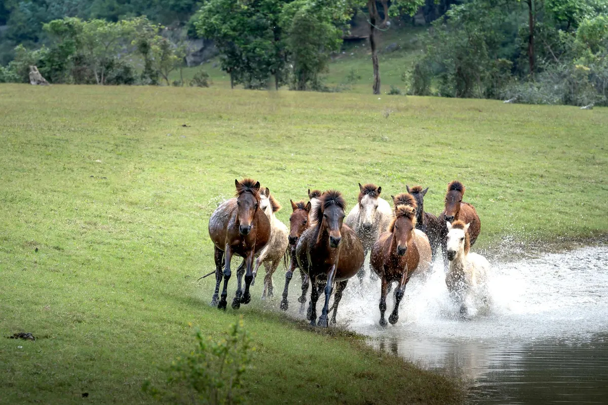 herd of wild horses running