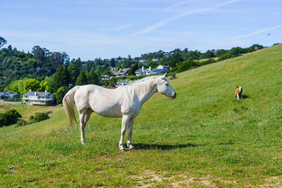 Federal Judge Halts Wild Horse Relocation Plans in Northern California Federal Judge Halts Wild Horse Relocation Plans in Northern California