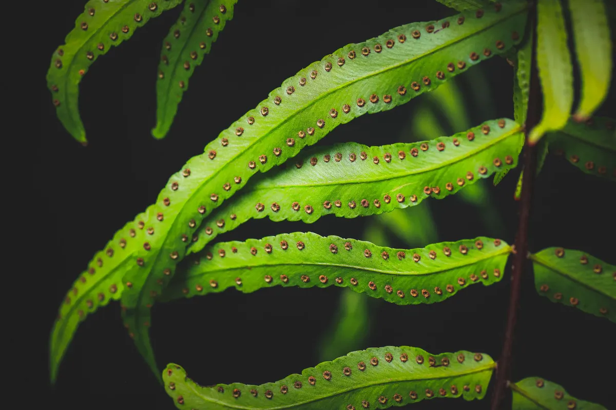 fossil fern spores