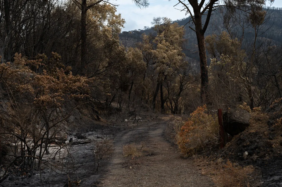 Fires and Ferns: Understanding Ancient Europe's Climate Catastrophe