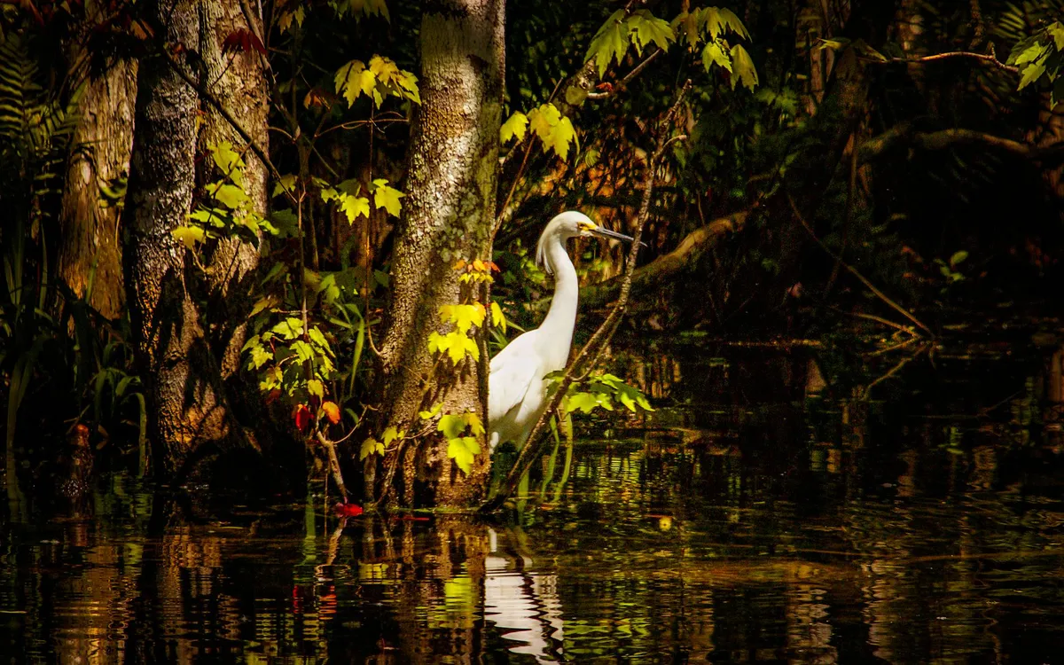 Okefenokee swamp wildlife