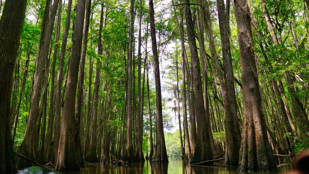 Georgia's Okefenokee Swamp Joins UNESCO's World Heritage List