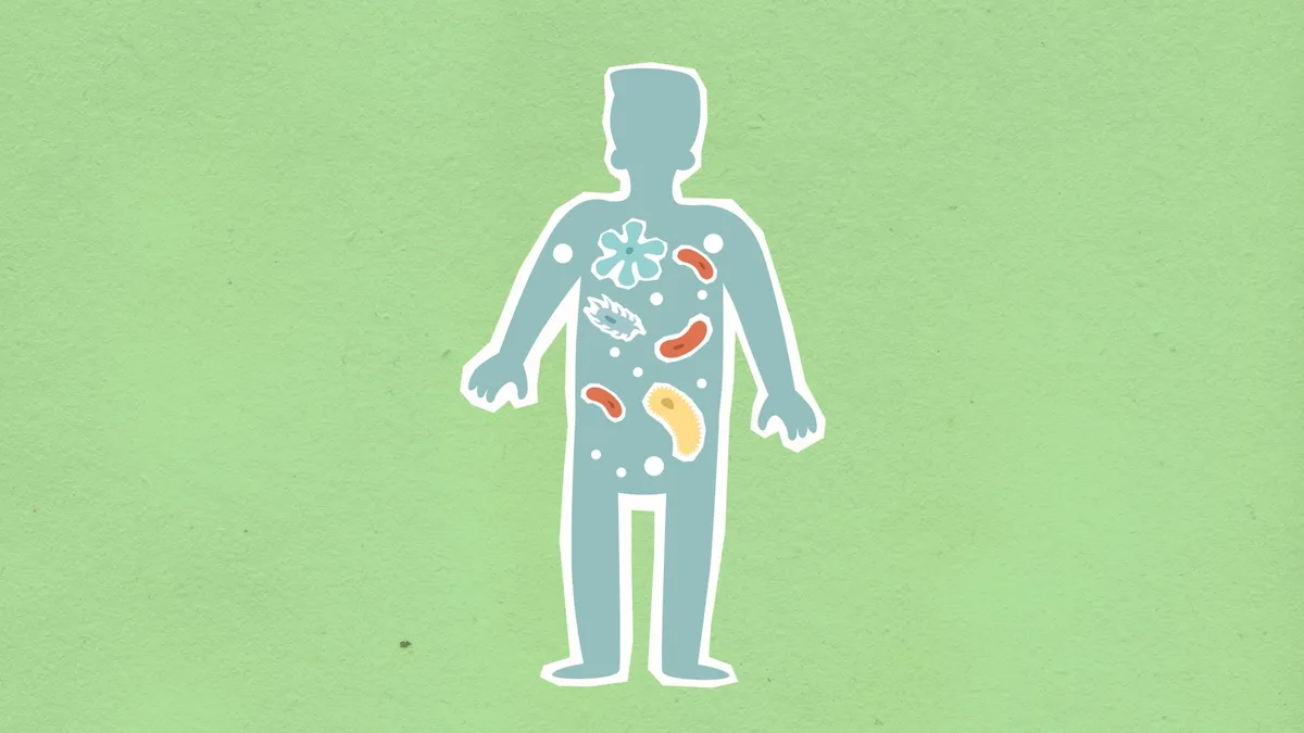 gut bacteria illustration