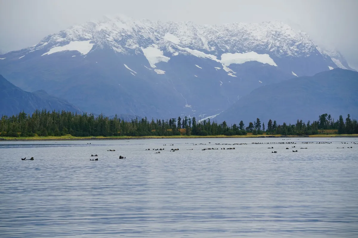Legal Battle Erupts Over Road Construction in Alaska Wildlife Refuge