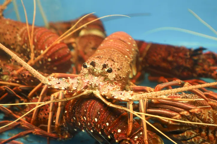 Lobster Defamation Case Raises Important Free Speech Issues Lobster Defamation Case Raises Important Free Speech Issues