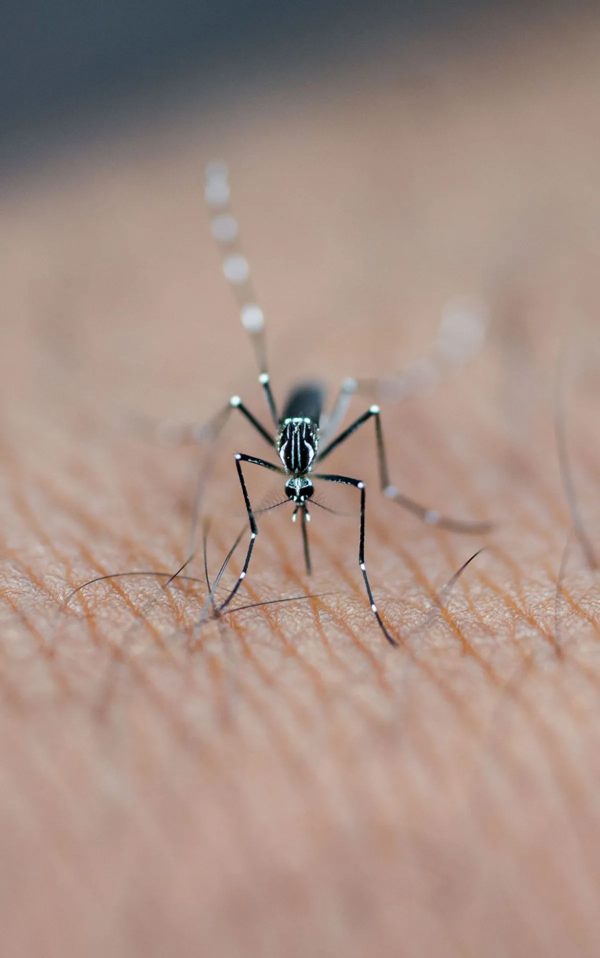 Revolutionizing Virus Detection: New Portable Test Strip for Mosquito-Borne Illnesses Revolutionizing Virus Detection: New Portable Test Strip for Mosquito-Borne Illnesses