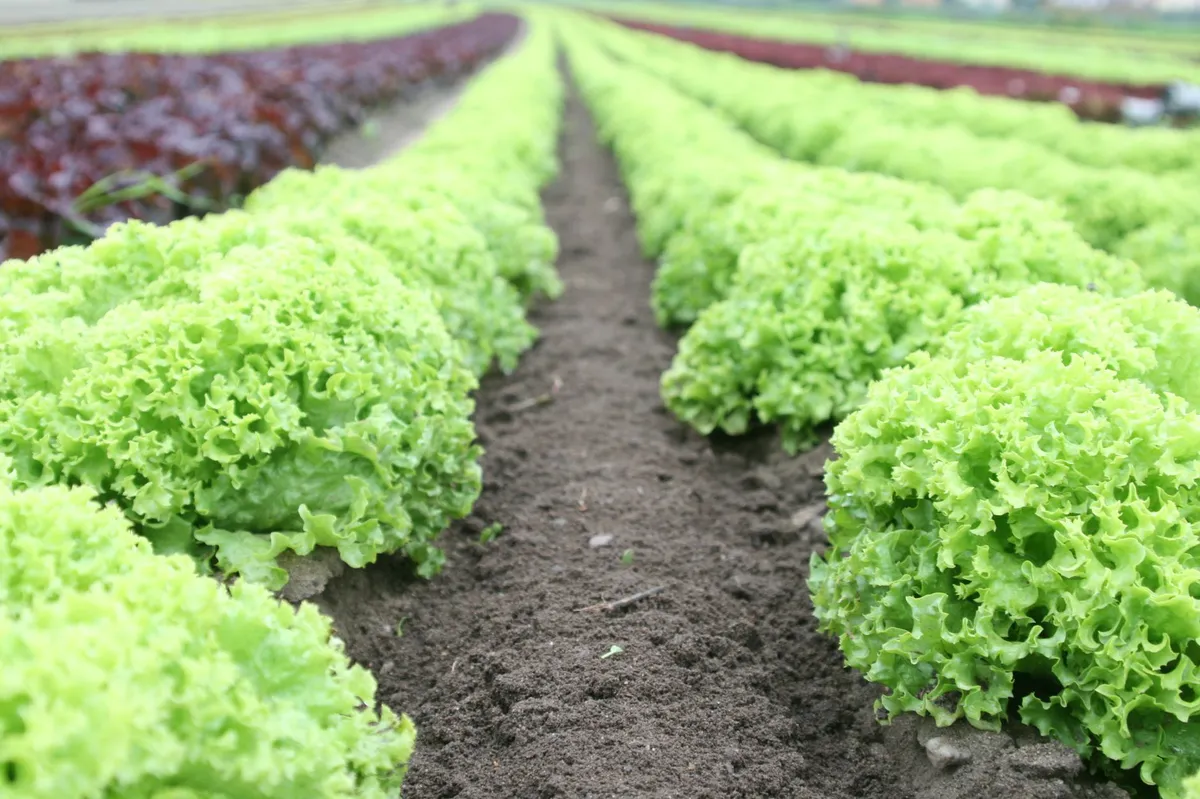 Taylor Farms Faces Class Action Over Cyclospora Outbreak: What You Need to Know Taylor Farms Faces Class Action Over Cyclospora Outbreak: What You Need to Know