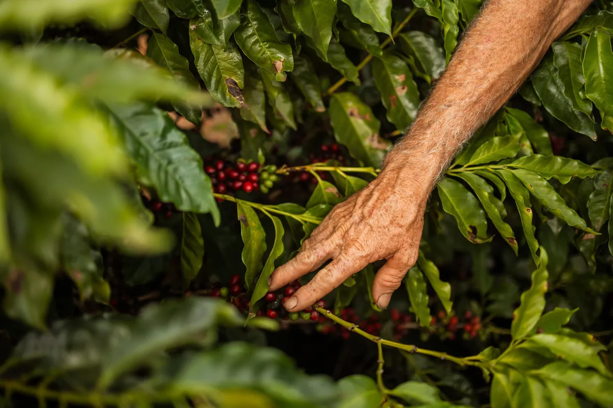 coffee farm in Brazil
