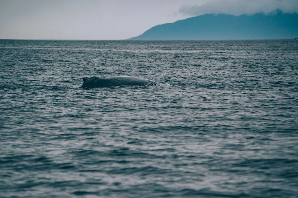 whale supergroup sighting