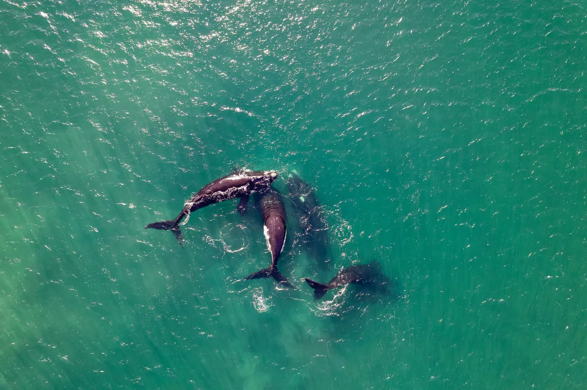 Whale Supergroups: A Conservation Success Story Facing New Threats
