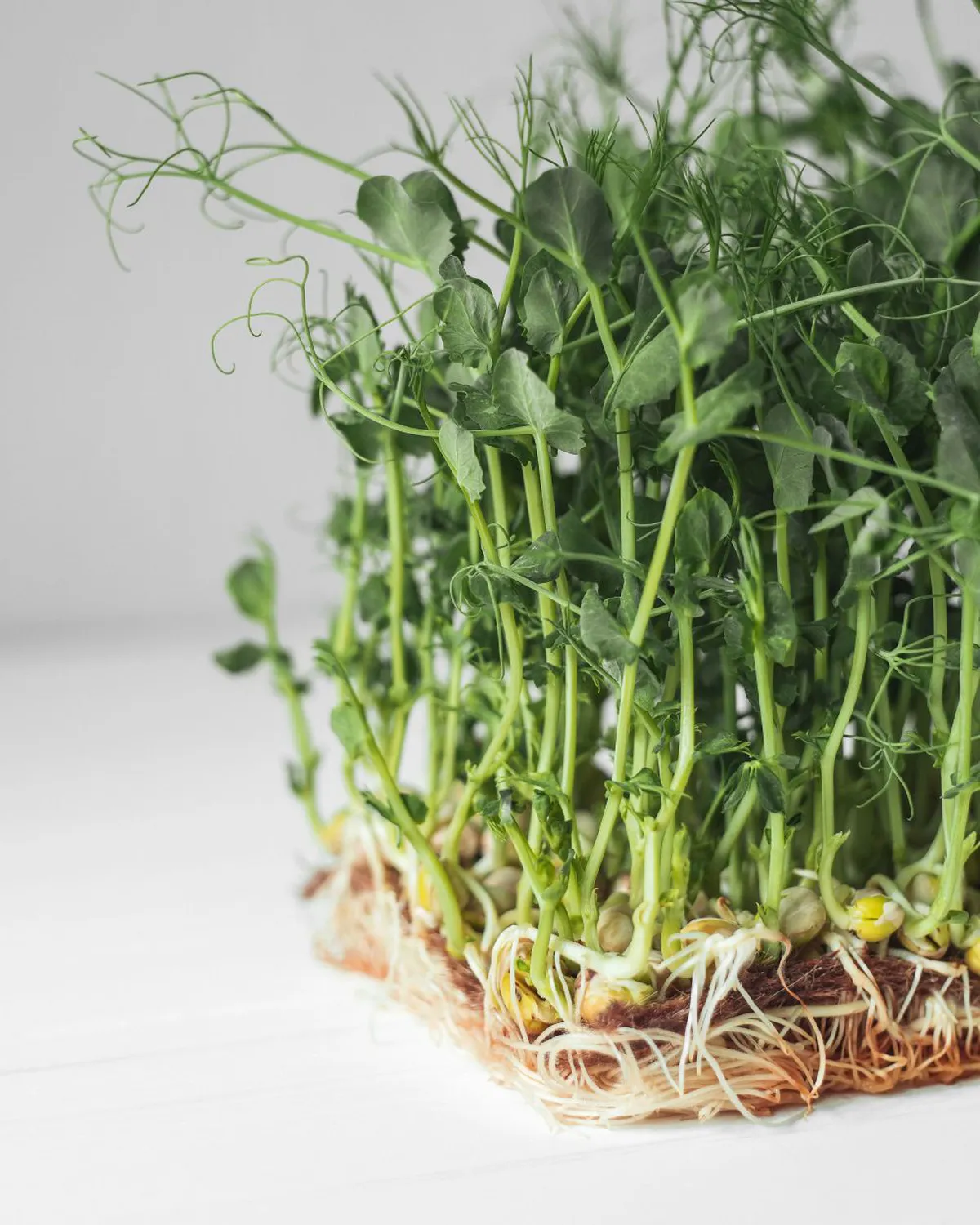 Alfalfa Sprouts Contamination: A Growing Health Crisis Across 15 States Alfalfa Sprouts Contamination: A Growing Health Crisis Across 15 States
