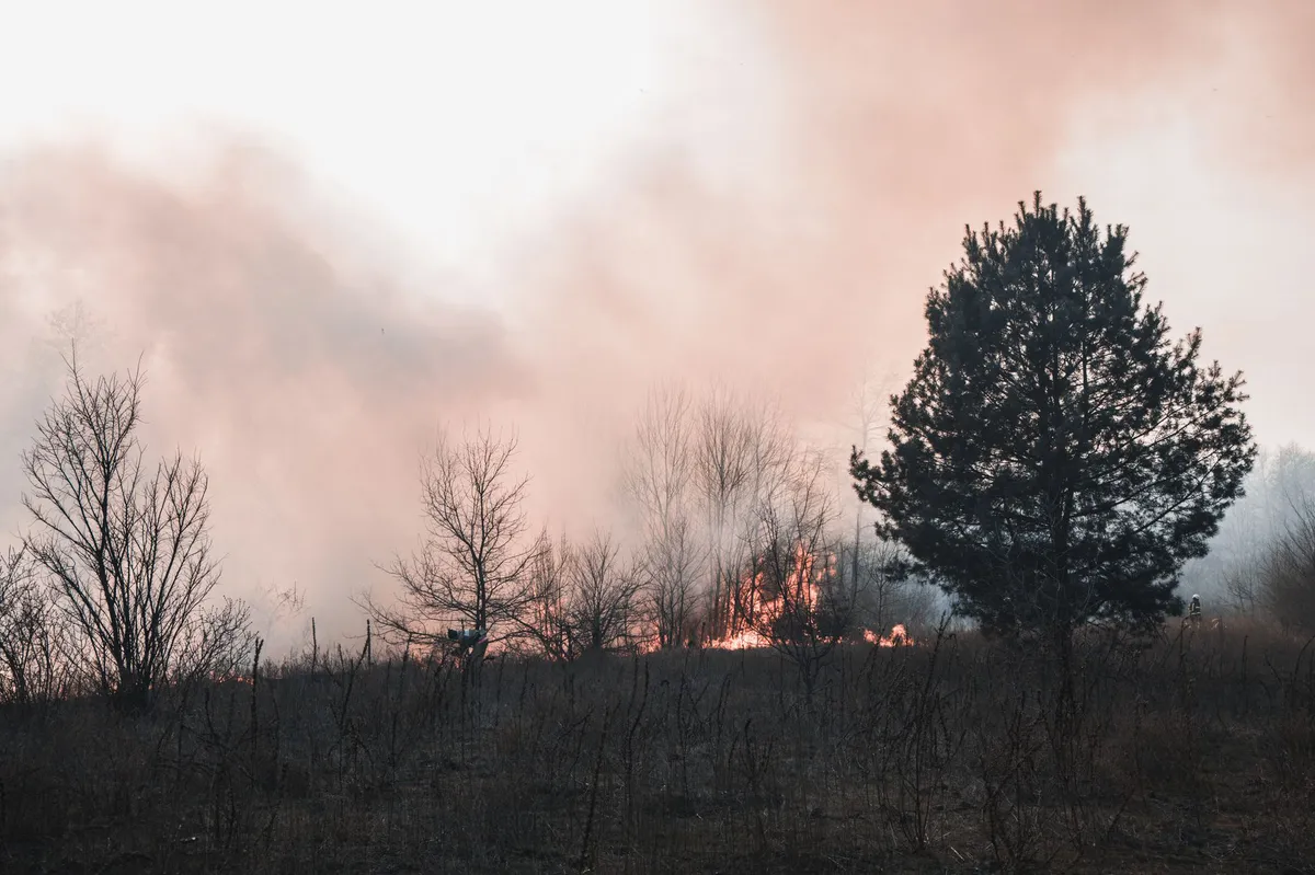 wildfire smoke over forest