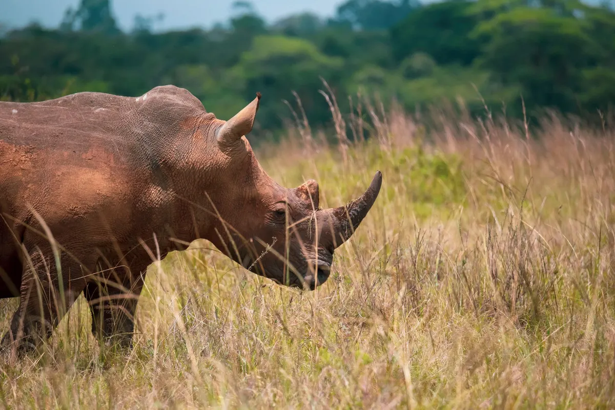 endangered species habitat destruction