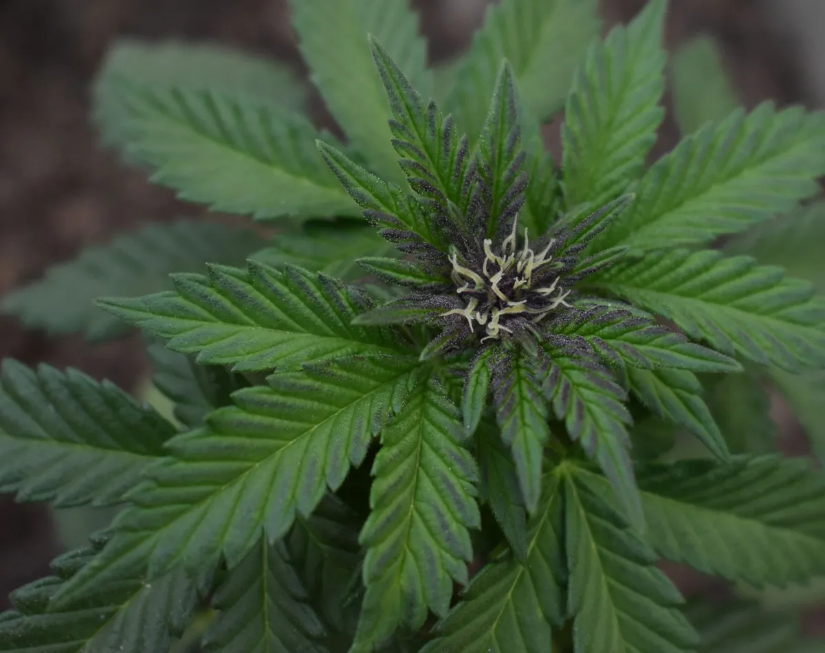 marijuana plant closeup