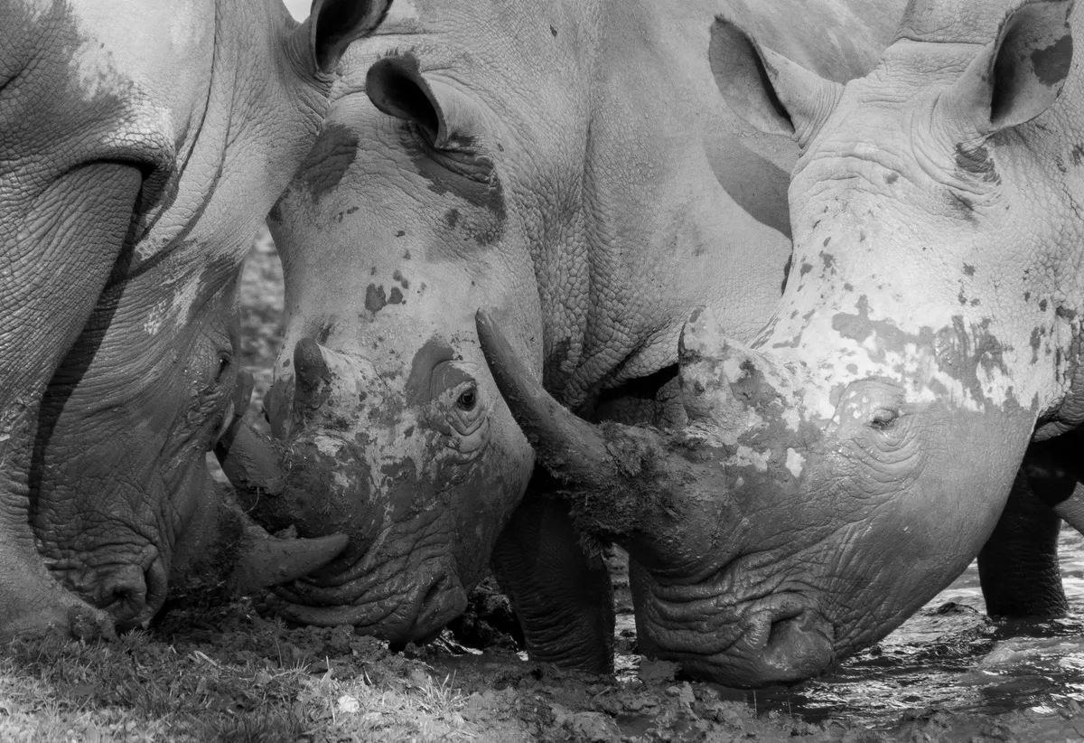 endangered species conservation