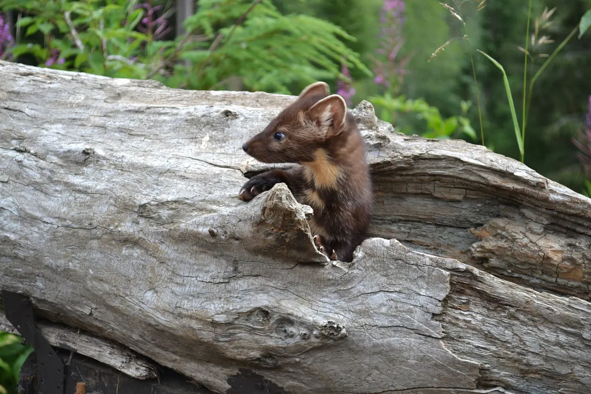 Federal Judge Halts Off-Road Events to Protect Endangered Coastal Marten