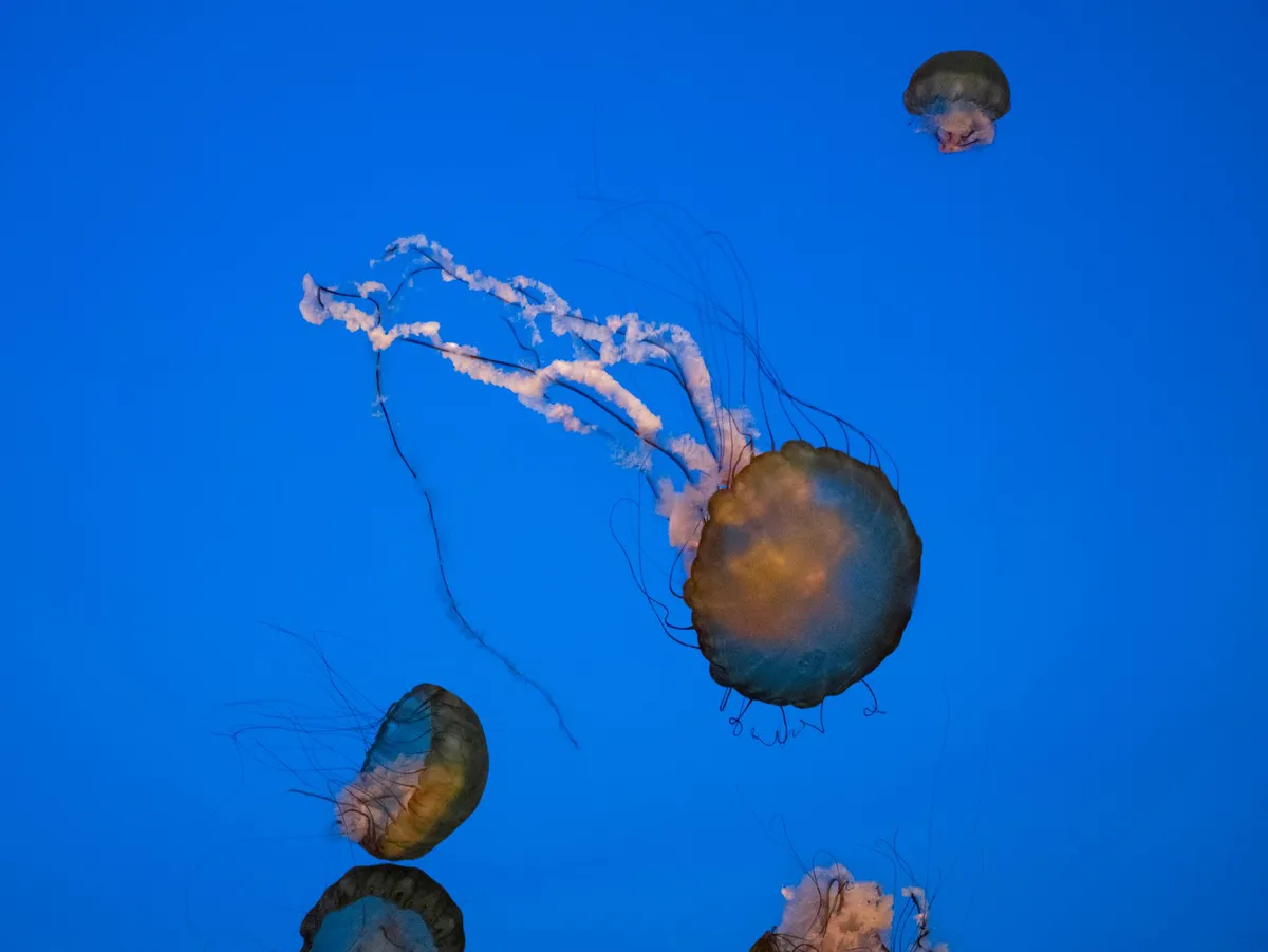 jellyfish in ocean