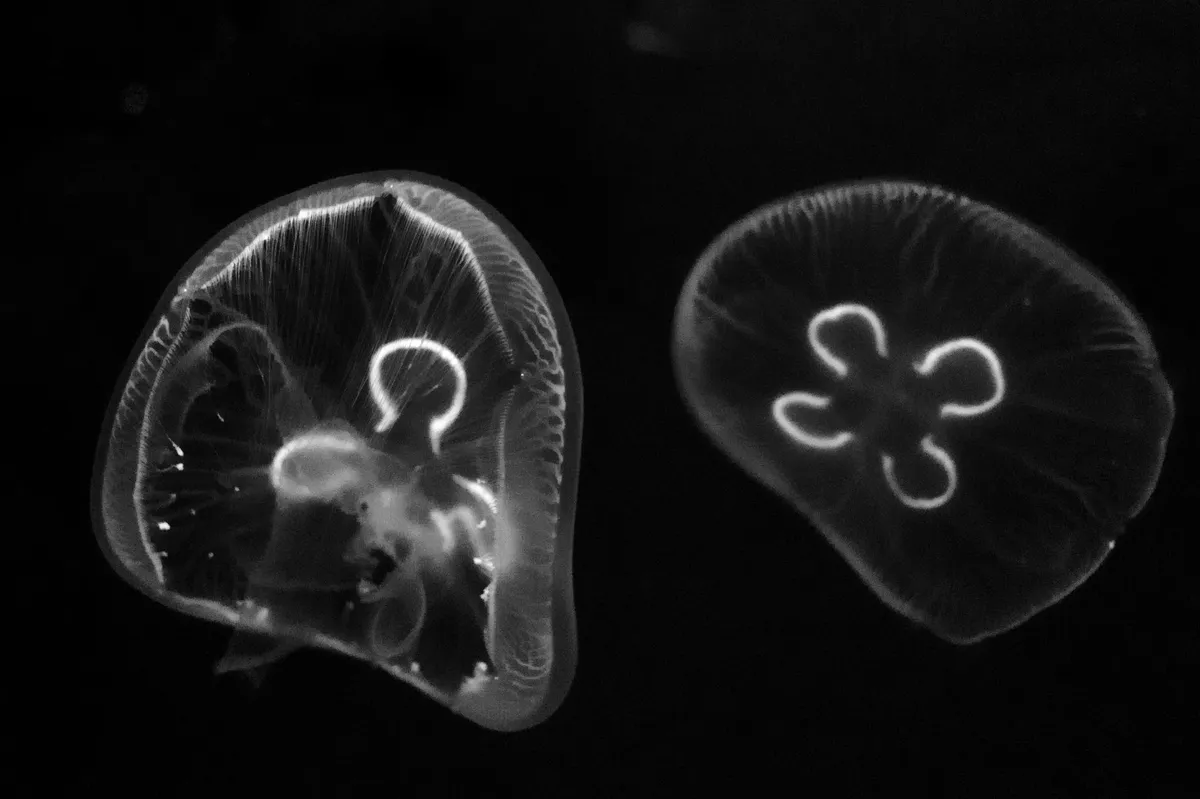 Jellyfish Research Offers New Insights into Cancer Mechanisms Jellyfish Research Offers New Insights into Cancer Mechanisms