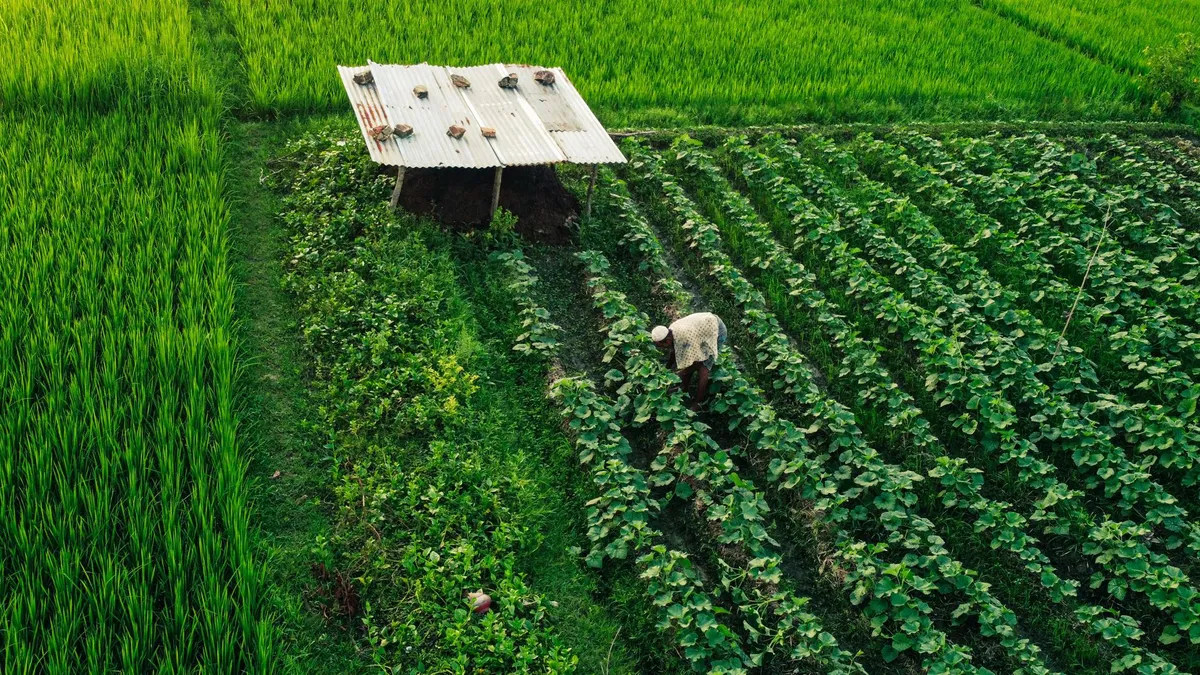 farmworkers in field