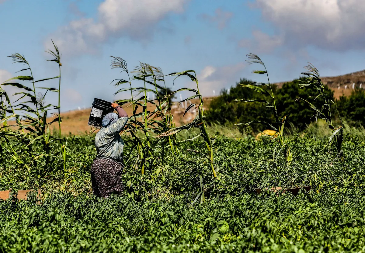 Judge Overturns Trump-Era Changes to Farmworker Wage Regulations Judge Overturns Trump-Era Changes to Farmworker Wage Regulations