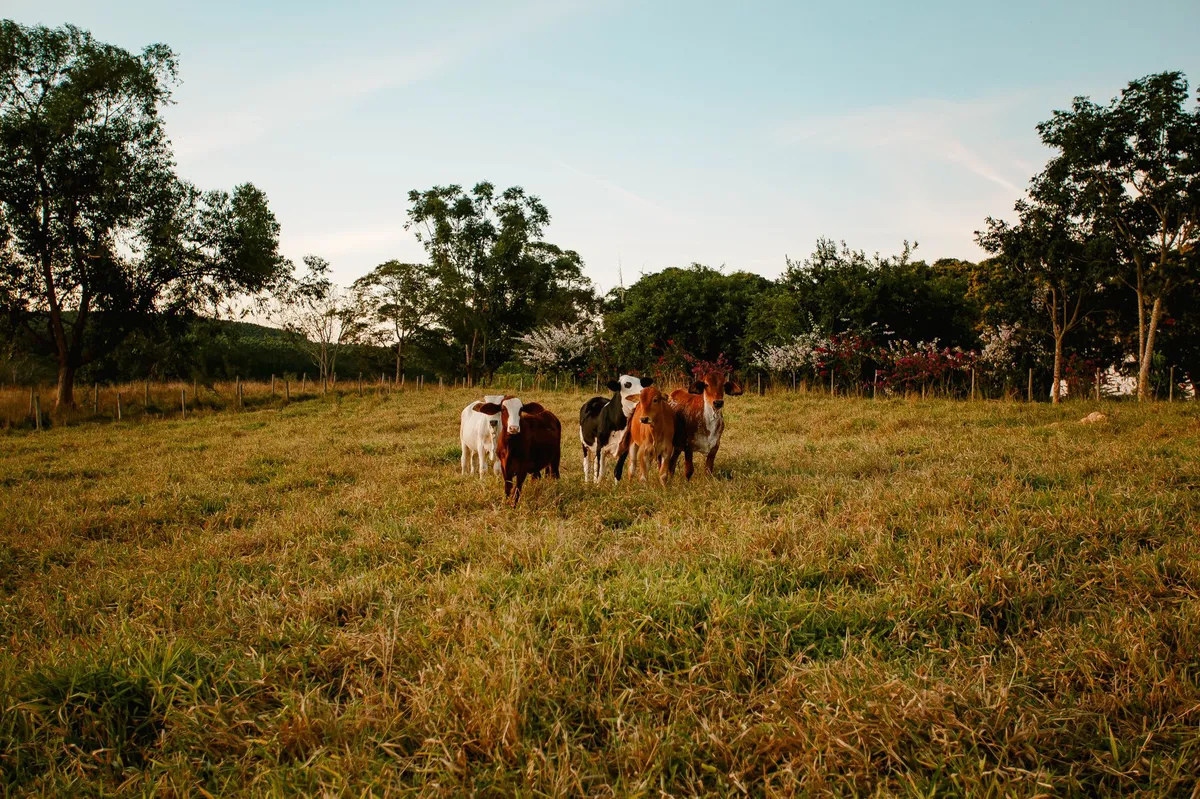 farm life rural landscape