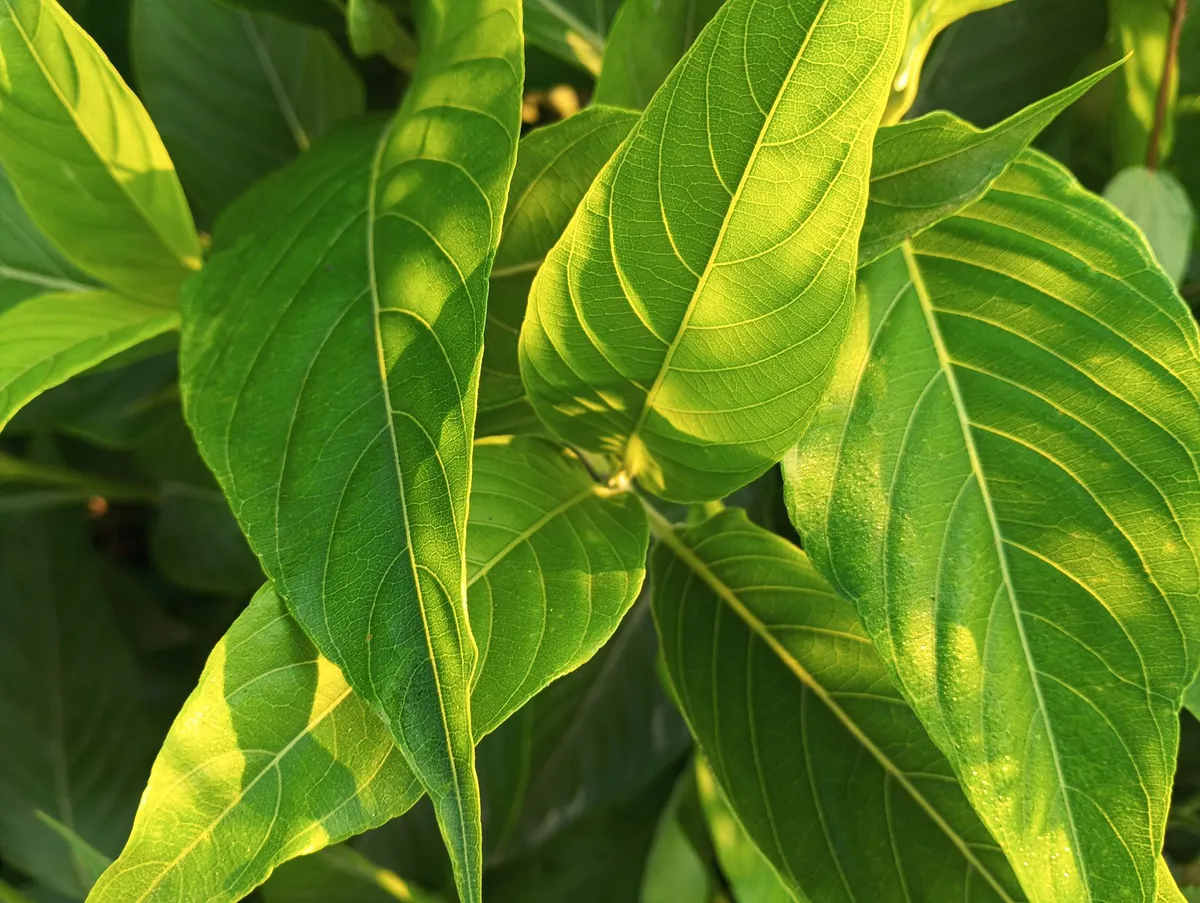 kratom leaves closeup