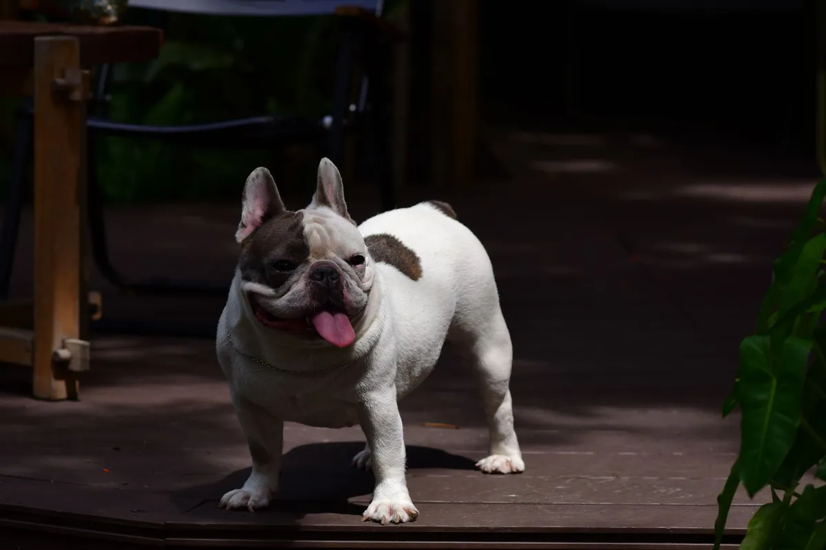happy bulldog in backyard