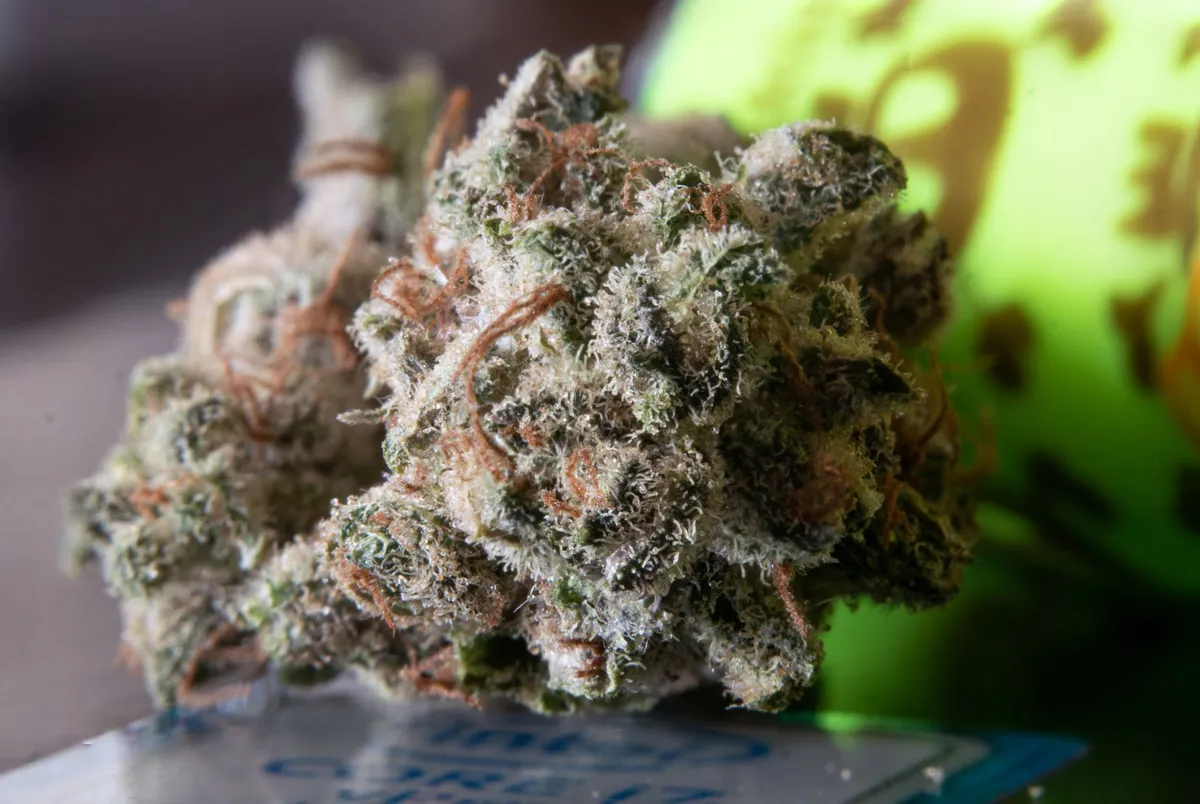 medical marijuana plant