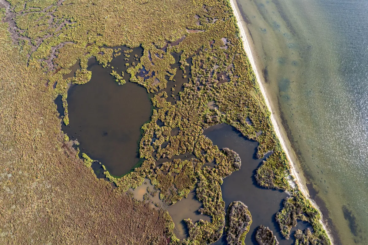 coastal wetland landscape