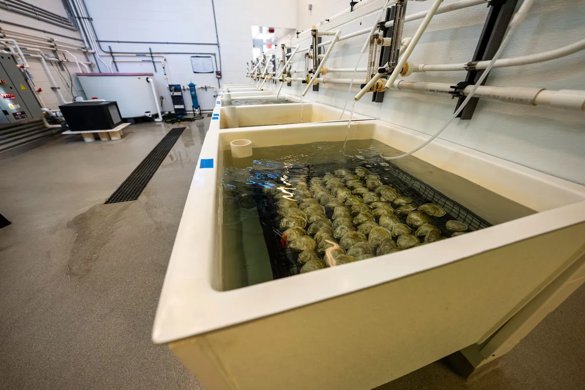 seafood processing plant