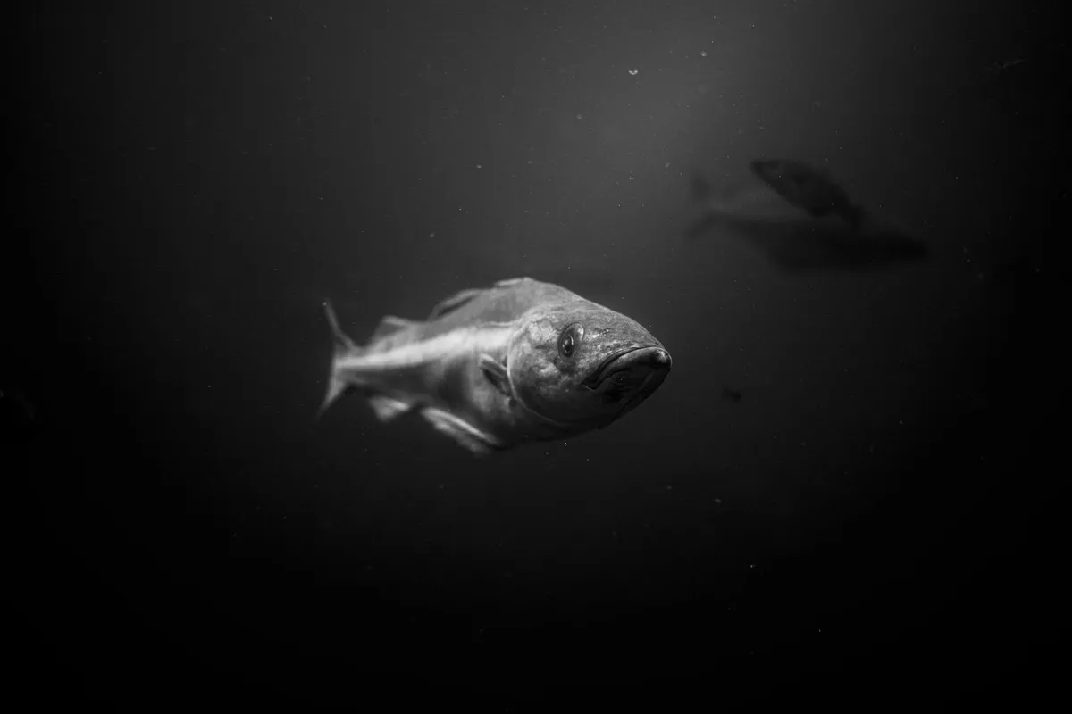 wild fish underwater