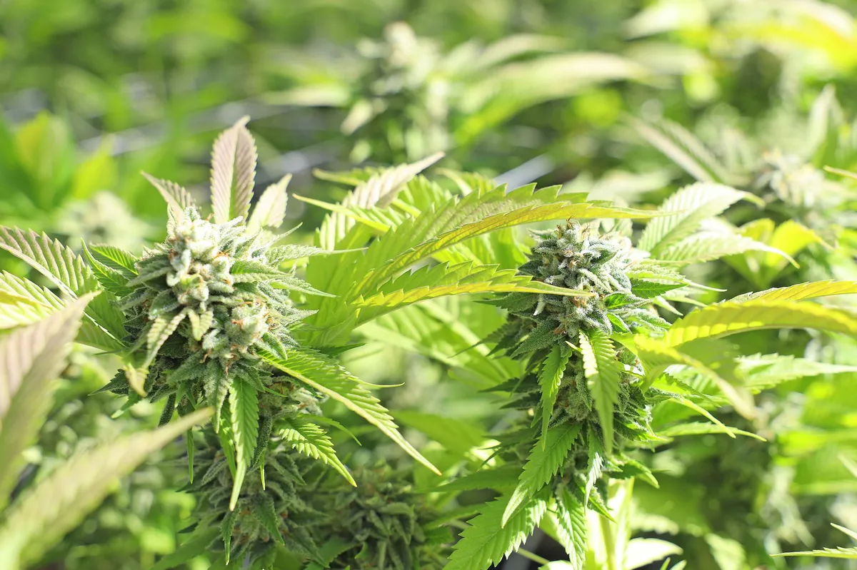 hemp field in sunlight