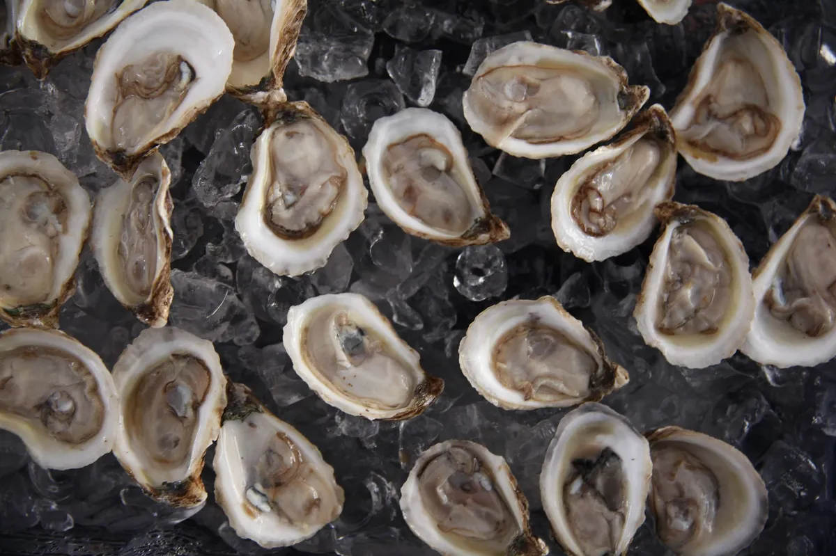 close-up of oysters on ice