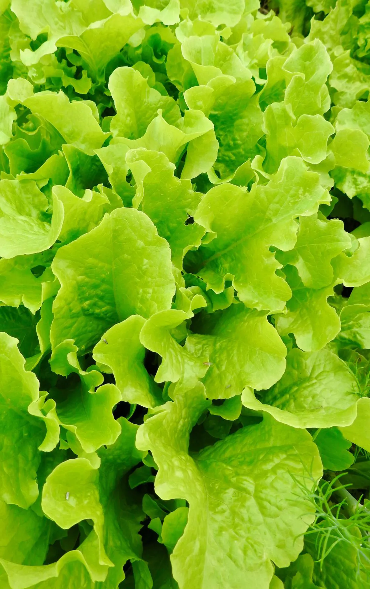 Sysco Halts Mexican Iceberg Lettuce Purchases Amid Cyclospora Outbreak