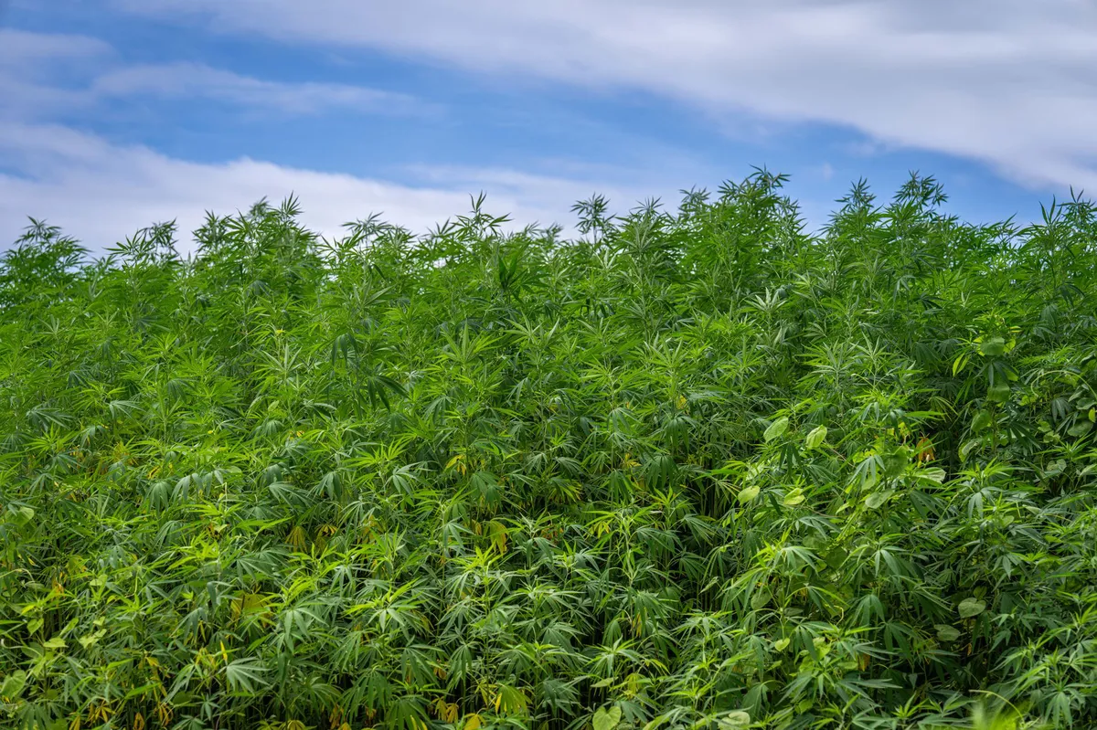 hemp field sunset