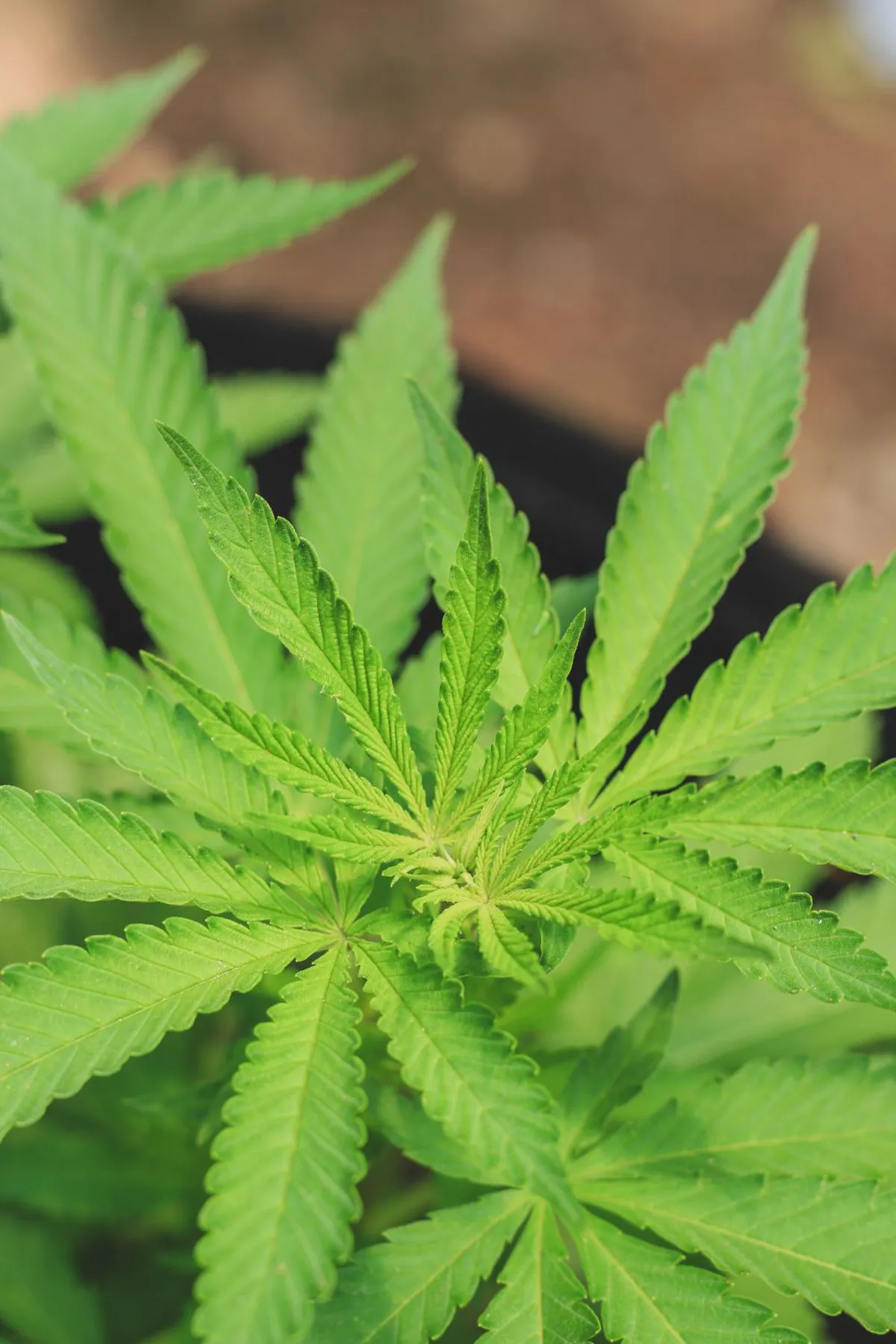 Texas Hemp Industry Faces Legal Battle Over New THC Regulations