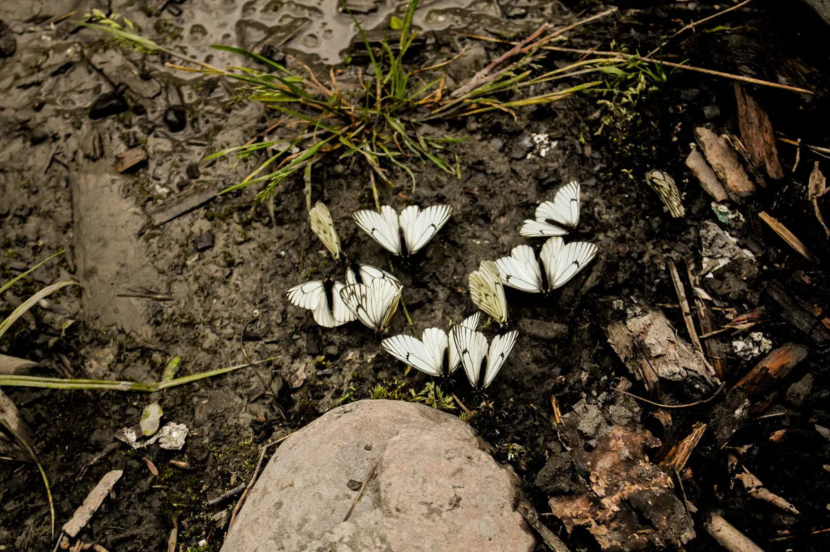 butterfly habitat loss