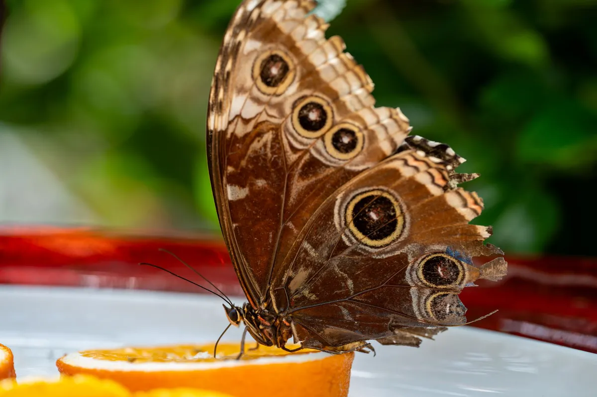 The Butterfly Effect: Climate Change and Global Range Shifts