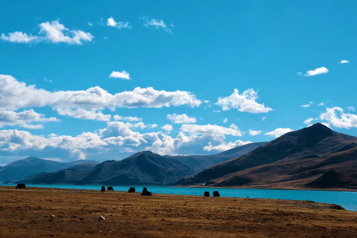 Tibetan plateau with yaks