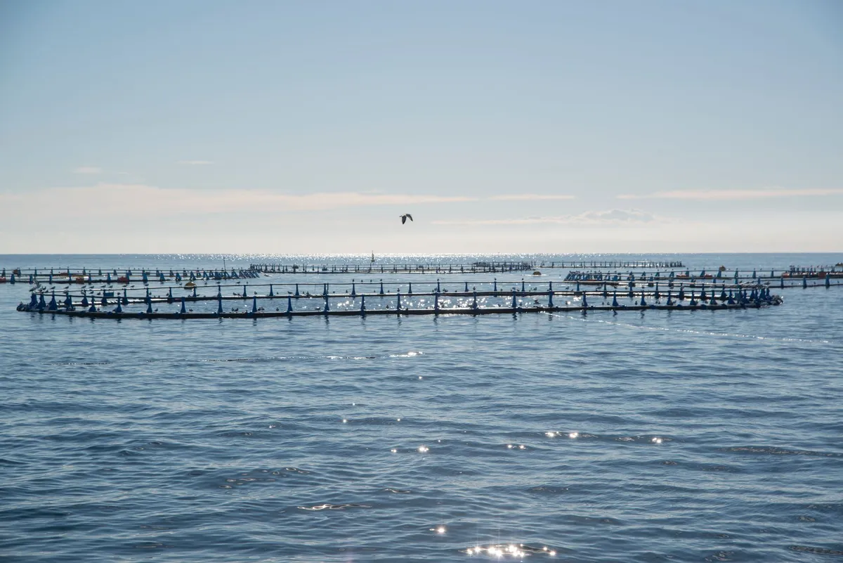 fish farming technology