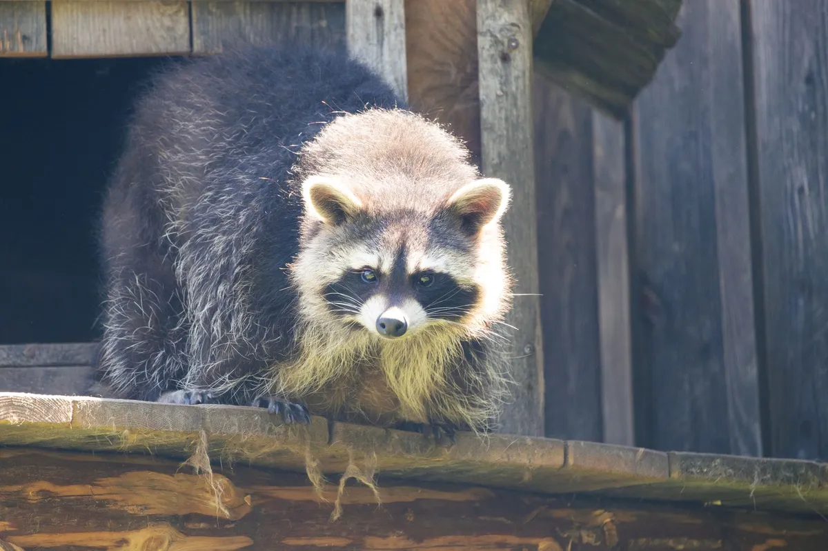 raccoon in a cozy home