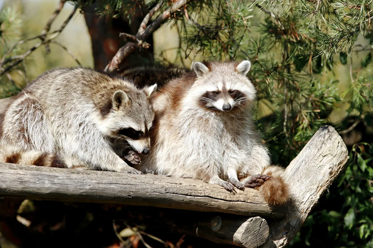 cute raccoon in nature